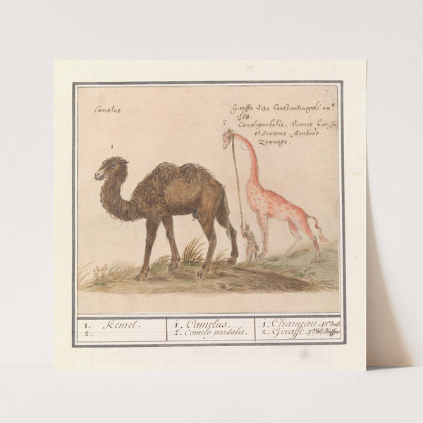 Kameel (Camelus ferus bactrianus) en giraffe (Giraffa) (1596-1610) by Anselmus Boëtius de Boodt