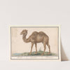 Kameel (Camelus ferus bactrianus) Kemel. Camelus. Chameau. (1596-1610) by Anselmus Boëtius de Boodt