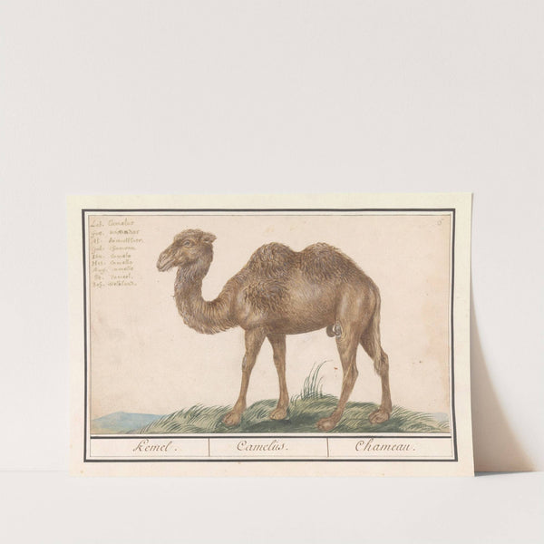 Kameel (Camelus ferus bactrianus) Kemel. Camelus. Chameau. (1596-1610) by Anselmus Boëtius de Boodt
