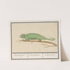 Kameleon (Chamaeleonidae) Wisselbuijk. Chamaeleon. Chamelion. (1596-1610) by Anselmus Boëtius de Boodt