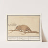 Kameleon (Chamaeleonidae) Wisselbuijk. Chamaeleon Cinerius Verus. Chamelion veritable (1596-1610) by Anselmus Boëtius de Boodt