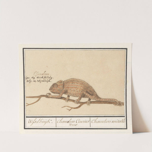 Kameleon (Chamaeleonidae) Wisselbuijk. Chamaeleon Cinerius Verus. Chamelion veritable (1596-1610) by Anselmus Boëtius de Boodt