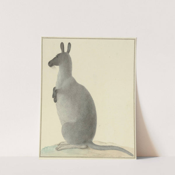 Kangoeroe by Isaac van Haastert