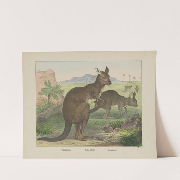 Kanguroo (1829-1880) by Joseph Scholz