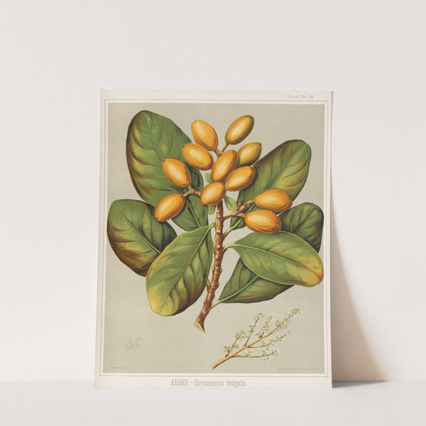 Karaka - Corynocarpus Ioevigata. Plate 24 by Sarah Featon