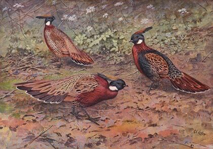 Kashmir Koklass Pheasant, Western Koklass Pheasant, Nepal Koklass Pheasant — size preview
