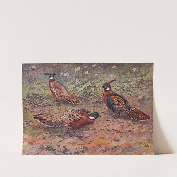 Kashmir Koklass Pheasant, Western Koklass Pheasant, Nepal Koklass Pheasant by George Edward Lodge