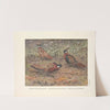 Kashmir Koklass Pheasant, Western Koklass Pheasant, Nepal Koklass Pheasants (1918-1922) by George Edward Lodge