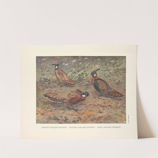 Kashmir Koklass Pheasant, Western Koklass Pheasant, Nepal Koklass Pheasants (1918-1922) by George Edward Lodge
