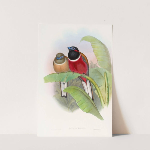 Kasumba Trogon by John Gould