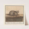 Kat (Felis catus) Katte. Felis. Chat. (1596-1610) by Anselmus Boëtius de Boodt