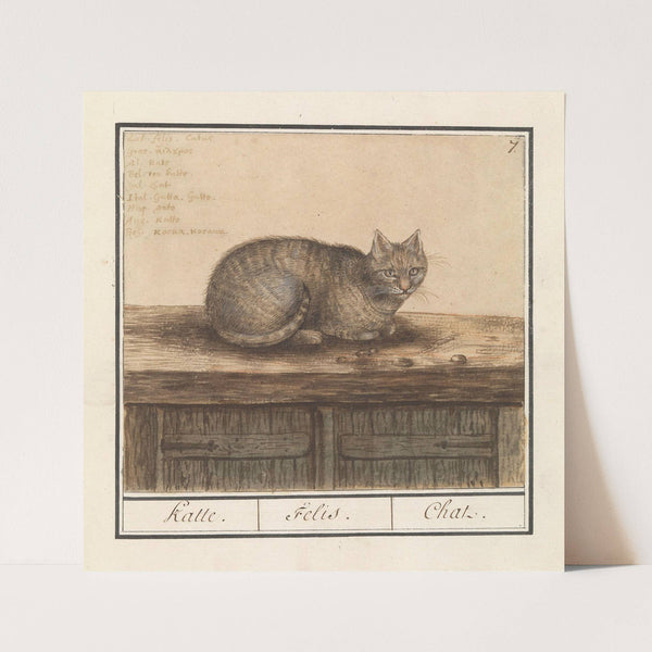 Kat (Felis catus) Katte. Felis. Chat. (1596-1610) by Anselmus Boëtius de Boodt