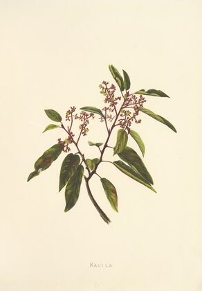 Kauila (1885)
