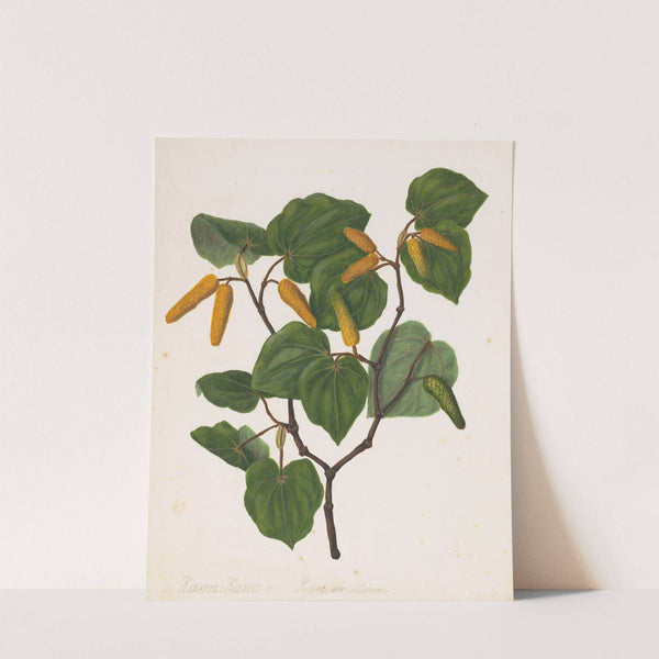 Kawa kawa, Macropiper excelsum by Sarah Featon