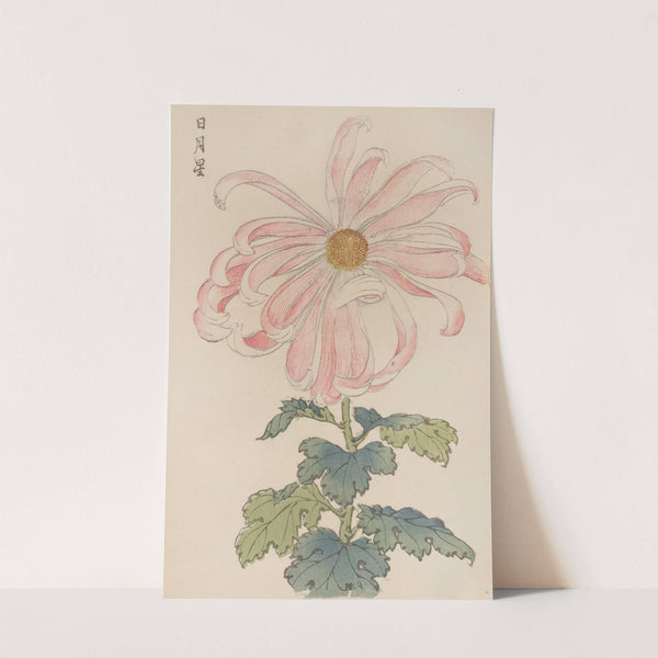 Keika hyakugiku, Pl.03 by Keika Hasegawa