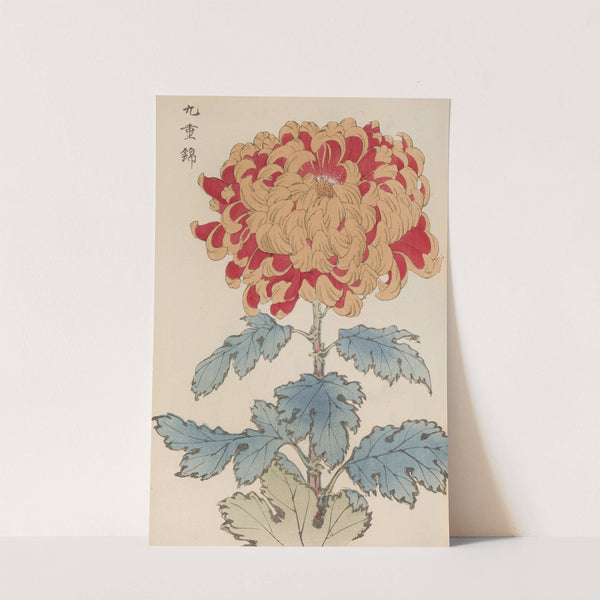 Keika hyakugiku, Pl.05 by Keika Hasegawa