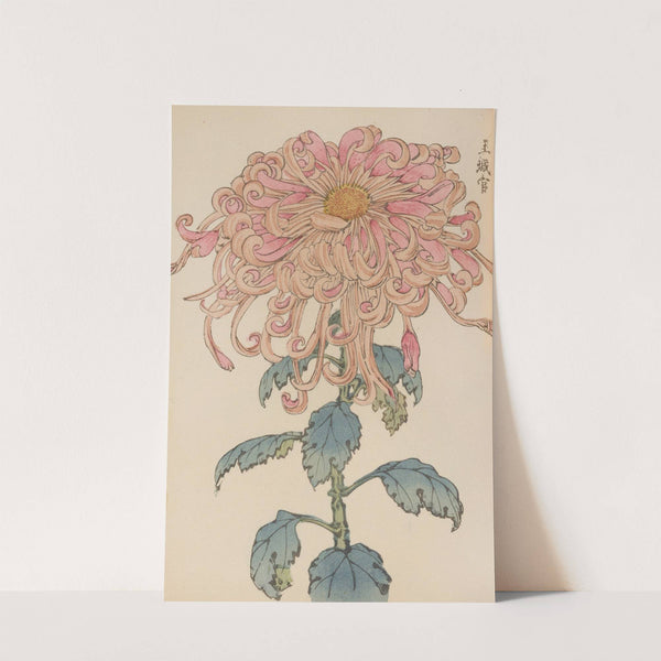 Keika hyakugiku, Pl.06 by Keika Hasegawa