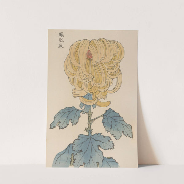 Keika hyakugiku, Pl.07 by Keika Hasegawa