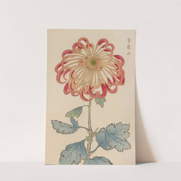 Keika hyakugiku, Pl.08 by Keika Hasegawa