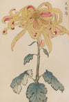 Keika hyakugiku, Pl.11 (1893)