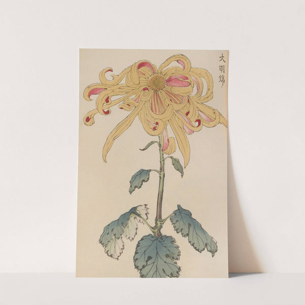 Keika hyakugiku, Pl.11 (1893) by Keika Hasegawa