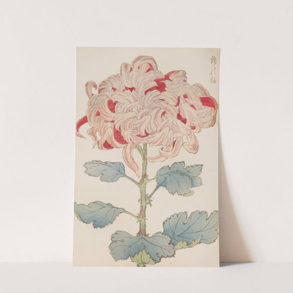 Keika hyakugiku, Pl.13 by Keika Hasegawa