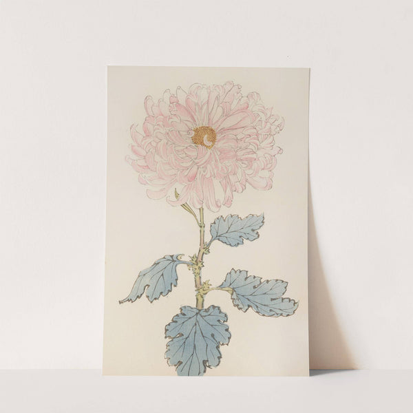 Keika hyakugiku, Pl.14 by Keika Hasegawa