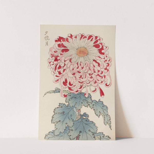 Keika hyakugiku, Pl.16 by Keika Hasegawa