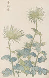 Keika hyakugiku, Pl.18