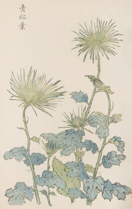 Keika hyakugiku, Pl.18