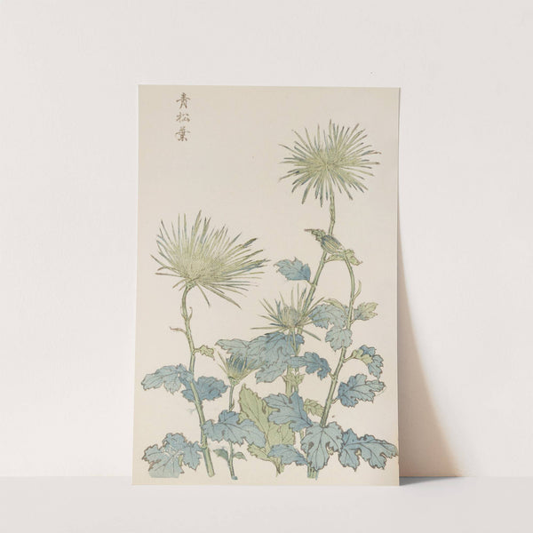 Keika hyakugiku, Pl.18 by Keika Hasegawa