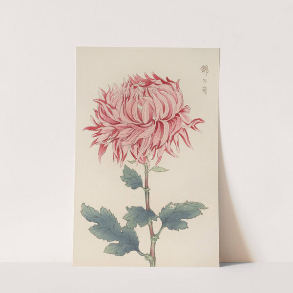 Keika hyakugiku, Pl.20 by Keika Hasegawa