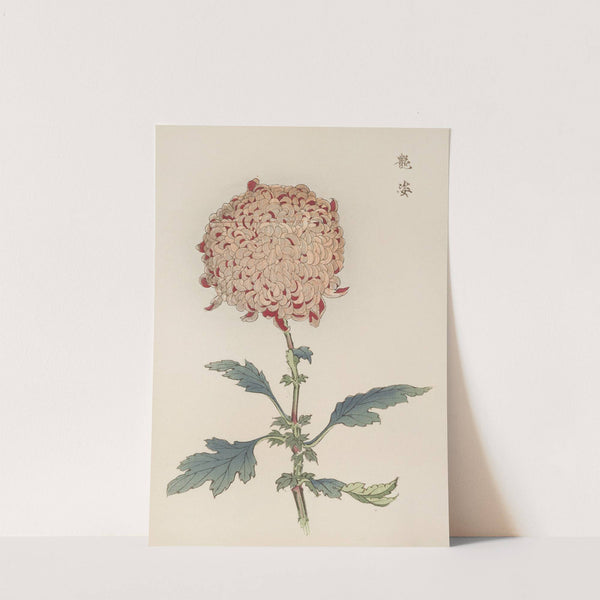 Keika hyakugiku, Pl.21 by Keika Hasegawa