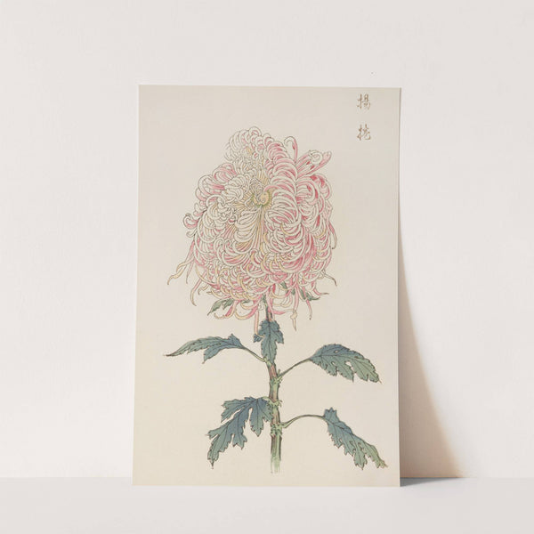 Keika hyakugiku, Pl.22 by Keika Hasegawa