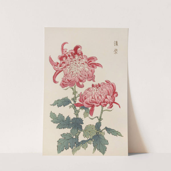 Keika hyakugiku, Pl.23 by Keika Hasegawa