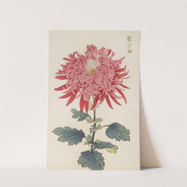 Keika hyakugiku, Pl.24 by Keika Hasegawa