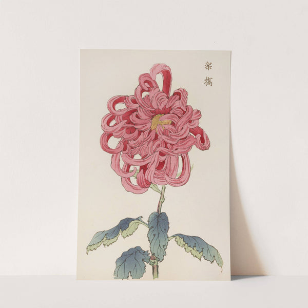 Keika hyakugiku, Pl.25 by Keika Hasegawa