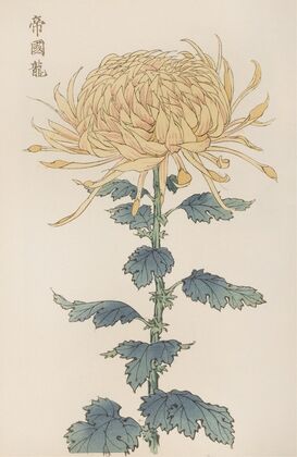 Keika hyakugiku, Pl.26
