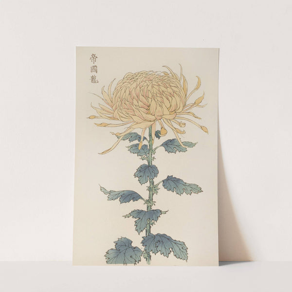 Keika hyakugiku, Pl.26 by Keika Hasegawa