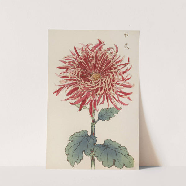 Keika hyakugiku, Pl.27 by Keika Hasegawa