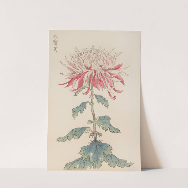 Keika hyakugiku, Pl.28 by Keika Hasegawa