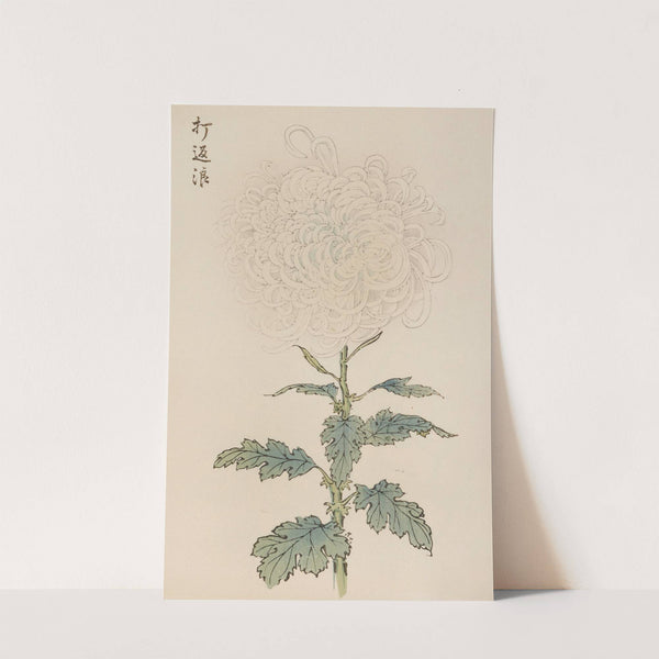 Keika hyakugiku, Pl.29 by Keika Hasegawa