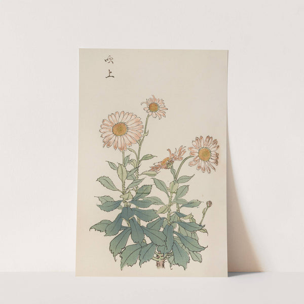 Keika hyakugiku, Pl.30 by Keika Hasegawa