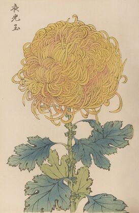 Keika hyakugiku, Pl.31