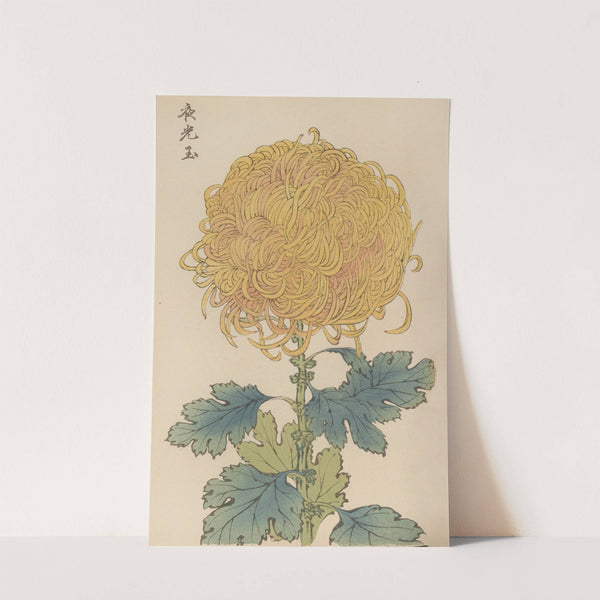 Keika hyakugiku, Pl.31 by Keika Hasegawa