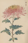 Keika hyakugiku, Pl.32