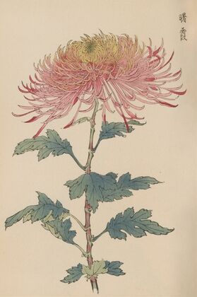 Keika hyakugiku, Pl.32