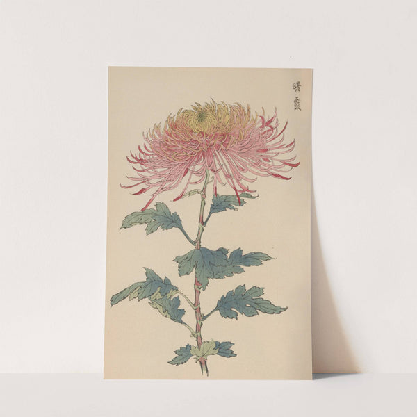 Keika hyakugiku, Pl.32 by Keika Hasegawa