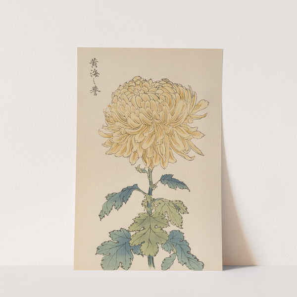 Keika hyakugiku, Pl.33 by Keika Hasegawa