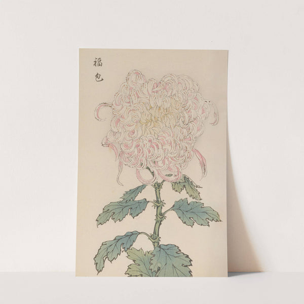 Keika hyakugiku, Pl.34 by Keika Hasegawa